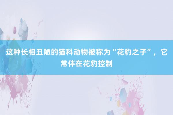 这种长相丑陋的猫科动物被称为“花豹之子”，它常伴在花豹控制